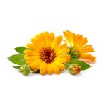 1kg Calendula - Liquid Extract [Glycerine Based]