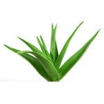 100 g Aloe Vera - Liquid Extract [Glycerine Based]