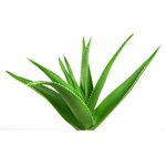 100 g Aloe Vera - Liquid Extract [Glycerine Based]