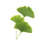 100 g Ginkgo Leaf - Liquid Extract [Glycerine Based]
