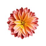 Cancelled - 17 g Chrysanthemum - Liquid Extract [Glycerine Based]                                   