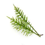 17g Horsetail - Liquid Extract [Glycerine Based]
