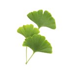 1 kg Ginkgo Leaf - Liquid Extract [Glycerine Based]