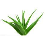 Aloe Vera - Liquid Extracts [Glycerine Based]