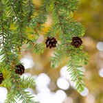 17mL Eastern Hemlock Essential Oil