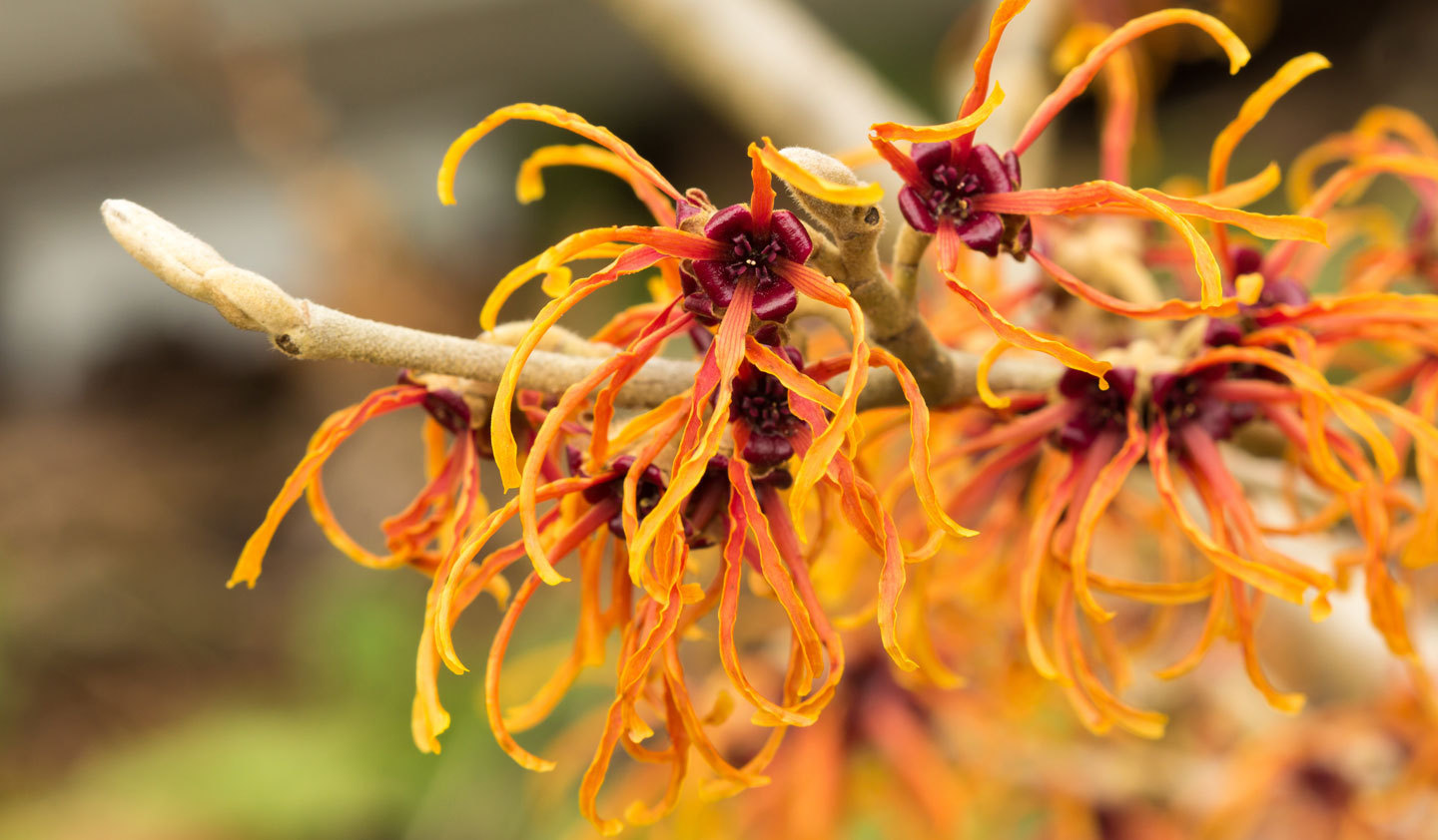 Witch Hazel - Hamamelis Virginia