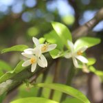 17mL Neroli Natural Blend Oil