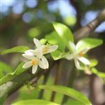 Neroli Natural Blend Oil