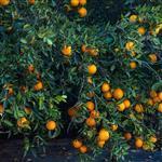 Orange Bitter Natural Blend Oil