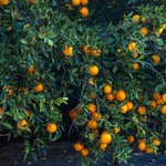 6mL Orange Bitter Natural Blend Oil