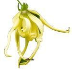 1 kg Ylang Ylang 1st Premium Essential Oil