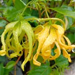 1kg Ylang Ylang 1st Premium Essential Oil