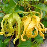 Ylang Ylang 1st Premium Essential Oil