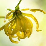 100mL Ylang Ylang 2nd Premium Essential Oil