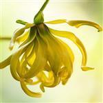 Ylang Ylang 2nd Premium Essential Oil