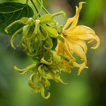 500g Ylang Ylang 3rd Premium Essential Oil