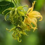 Ylang Ylang 3rd Premium Essential Oil