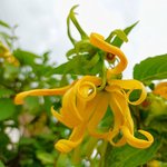 100mL Ylang Ylang Extra Premium Essential Oil