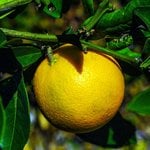 500mL Grapefruit Pink Premium Essential Oil