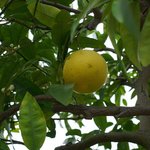 1kg Grapefruit White Natural Blend Essential Oil