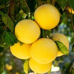 5L Grapefruit White Premium Essential Oil
