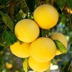 Grapefruit White Premium - Essential Oils