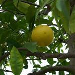 Grapefruit White Natural Blend Essential Oil