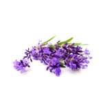 1 kg Lavender - Liquid Extract [Glycerine Based]