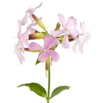500g Soapwort Liquid Herbal Extract [Glycerine Based]