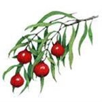 1kg Quandong Certified Organic Liquid Extract [Glycerine Based]