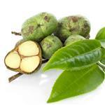 Black Tea Seed Oil