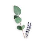 Eucalyptus & Lavandin - Fragrant Oils - Naturally Derived