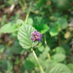 Bakuchiol - Vegetable, Carrier, Emollients & other Oils