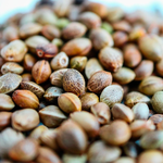 1 LT Golden Hemp Seed Virgin Oil Certified Organic - ACO 10282P