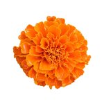 100 g Marigold Flower Certified Organic CO2 Oil - ACO 10282P