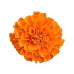 1 Kg Marigold Flower Certified Organic CO2 Oil - ACO 10282P