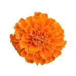 Marigold Flower - Certified Organic CO2 Oils - ACO 10282P