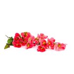 100 ml Japanese Quince Fragrant Oil