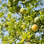 Bergamot Calabrian Premium - Essential Oils