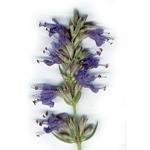 Hyssop Serbian Essential Oil