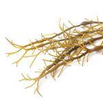 Seaweed - Liquid Extracts [Glycerine Based]