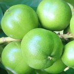 100mL Cacay Nut Virgin Oil