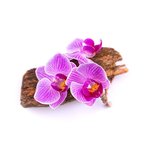 100 ml Sandalwood Petals Fragrant Oil - Naturally Derived