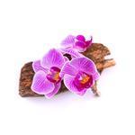 Sandalwood Petals - Fragrant Oils - Naturally Derived