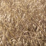 100mL Oat Seed Refined Oil