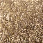 Oat Seed Refined Oil - Vegetable, Carrier, Emollients & other Oils