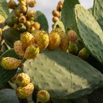 17 ml Prickly Pear Virgin - Certified Organic Vegetable Oil - ACO 10282P