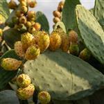 Prickly Pear Virgin - Certified Organic Vegetable Oil - ACO 10282P