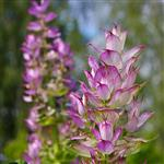 Clary Sage French - Essential Oils