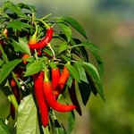 500 g Chilli CO2 Oil